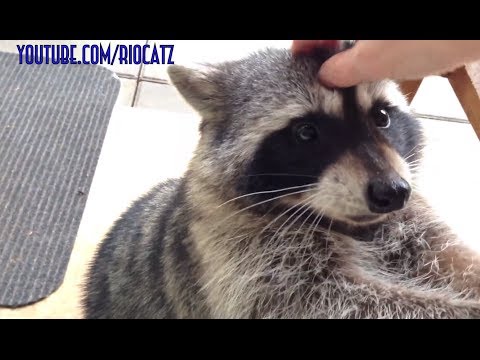 friendly - Fred is a very sweet, gentle and tame big wild young raccoon who has visited us only a handful of times from November 2012 and part of 2013. Several more vid...