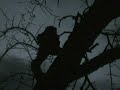 Silhouettes and Shadows
