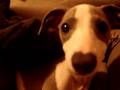 Italian Greyhound video