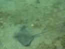 Bat Ray - Juvenile feeding Bat Ray - Juvenile feeding