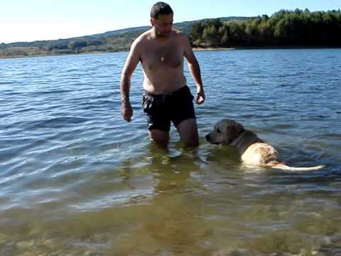 Labrador retriever – Baddy rescuer :D