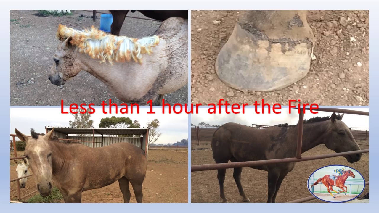 Wildfires and Emergency Management Ontario Animal Health Network