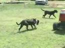 Malnourished Dogs Seized In Guthrie
