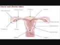 ovarian cyst diagnosis