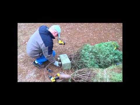 how to sink christmas trees for crappie