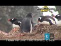 Antarctica Luxury Exdeditions, Antarctica Cruises, video