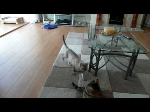 See video
