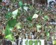Bajen!