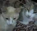 dana y kina bien avenidas