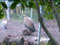 pcn animais selvagens