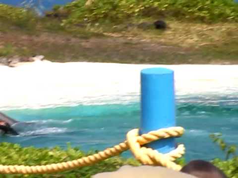 Wholphin.MP4