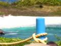 Wholphin.MP4