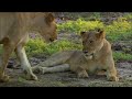 manyari lioness