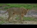 Manyari-Lioness