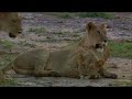manyari lioness
