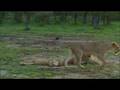 Manyari-Lioness
