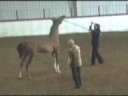 DTD Jess Dancin WCB