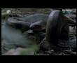 Anaconda eats Caiman