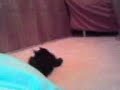 A... esse ÃƒÆ'Ã‚Â© o meu gatinho, o Foguinho. Um morceguinho faz o um fazer o parece e do da faz existe faz que faz linda faz que mais faz o coisa. Esse vÃƒÆ'Ã‚Â­deo foi feito quando ele tinha 2 meses de vida. Ele ÃƒÆ'Ã‚Â© uma gracinha !! por lilica