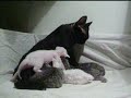 devon rex kittens for sale devon rex kittens for sale