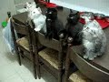 Youtube Cats!