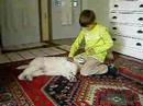 puppies bryza en hajduk spelen met Hawran 28
