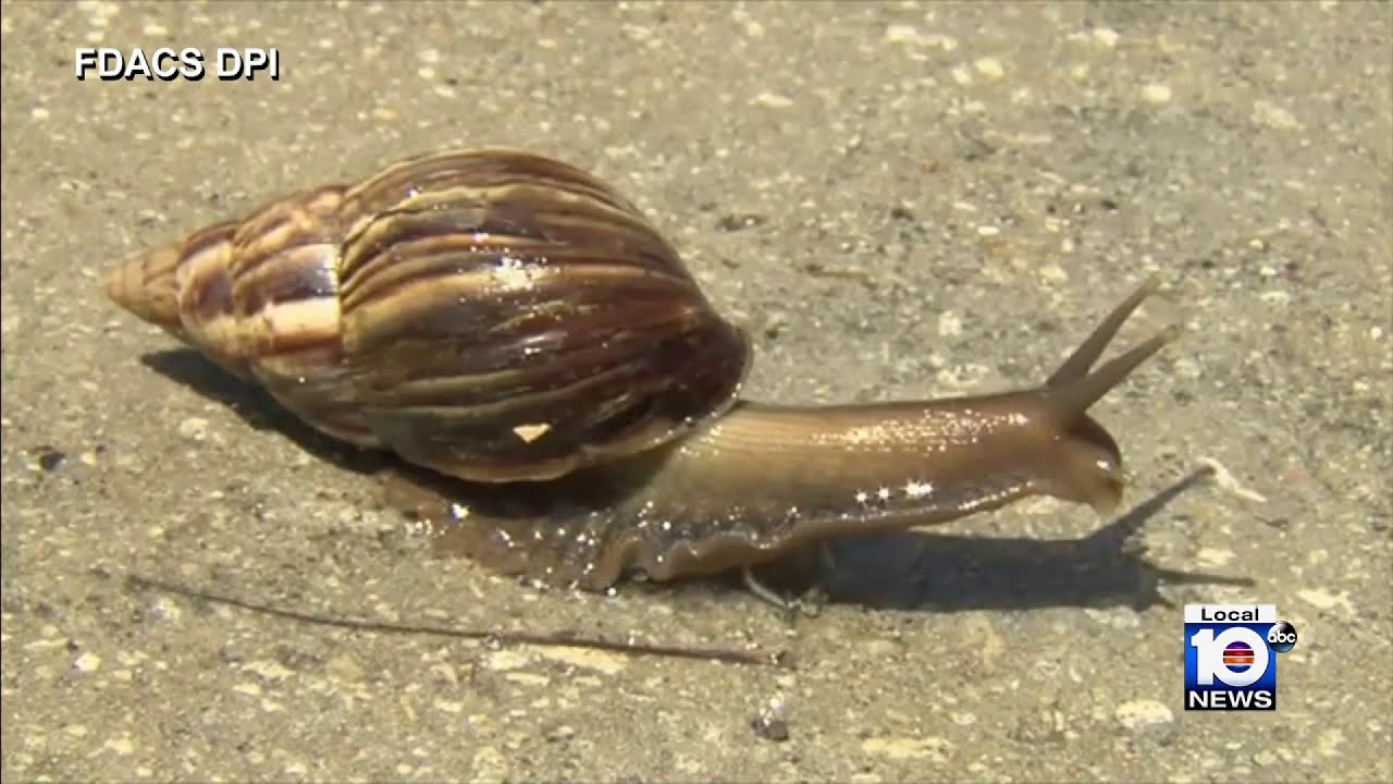 ‘Most Damaging’ Florida Officials Set Up Quarantine Zone As Rapidly