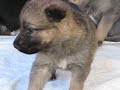 German Shepherd Puppies