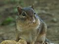 Chipmunk Chipmunk