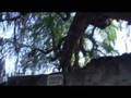 L'ARBRE SACRE DU MEXIQUE L'AHUEHUETE