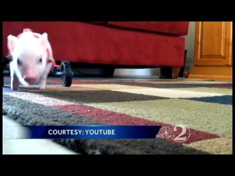 internet sensation - The world's latest Internet sensation, Chris P. Bacon, lives in a small veterinary clinic in Clermont. He gets around in a custom wheelchair.