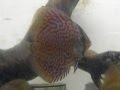 Guarda video