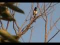 air-rifle-hunting-43
