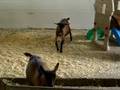 Oberhasli doelings at play
