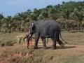 Temple elephants in Trichur, Kerala. Temple elephants in Trichur, Kerala.