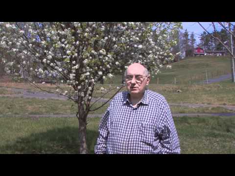 how to fertilize bradford pear trees