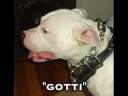 Animals That Need Help