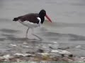 Oyster catcher Oyster catcher