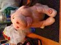 cochon qui chante dans ma collection