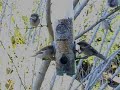 Fighting Sparrows