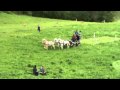 TREC ATTELE PAR CHAMPION france 2007-VILLACOURT-MAI 2010-montage Domaine de Rabreux-68