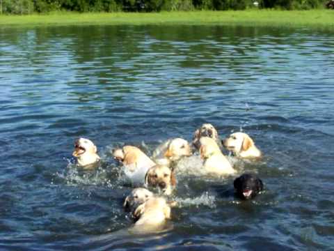 My Crazy Labrador Retrievers