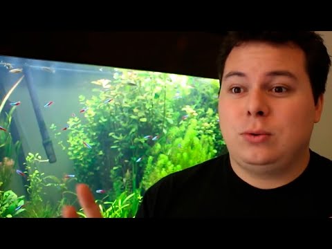 how to grow aquarium plants fast