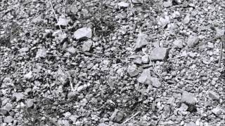 Video zu „Verdorren“ von Constanze Zacharias