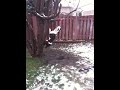Bundi dog swinging
