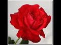 Pyar