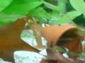 CPO am Tomate fressen