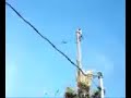 Palm tree cutting Palm tree cutting