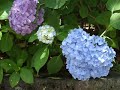 Japanese Iris and Hydrangea Japanese Iris and Hydrangea