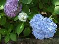 Japanese Iris and Hydrangea